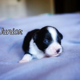 Junior - Black & white male Miniature American Shepherd puppy in Battle Ground, Washington from Casita Miniature American Shepherds