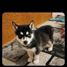 Siberian Husky Puppies from Candace Bordas