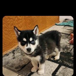 Siberian Husky Puppies from Candace Bordas