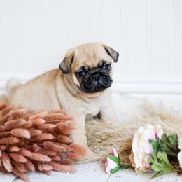 Murphy - Fawn male Pug puppy in Placerville, California from Gold Leaf Farm Pugs
