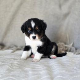 Peanut - Black tri male Miniature Australian Shepherd puppy in Killen, Alabama from Wilkers Wholehearted Mini Aussies