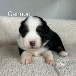 Boy 1 Cannon - Black tri male Miniature Australian Shepherd puppy in Bristow, Iowa from Pine Ridge Toy and Mini Aussies