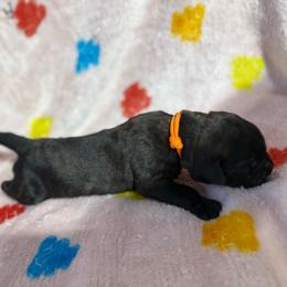 Boy 1 - Black brindle male Cane Corso puppy in Paris, Texas from Knucklehead Cane Corso