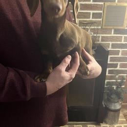 Piper - Dachshund