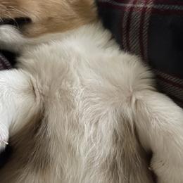 American Corgi and Pembroke Welsh Corgi Puppies from Emma’s Corgi’s