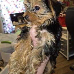 Dakota - Black and gold male Yorkshire Terrier puppy in Smithville, Texas from Sandra KROEGER