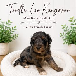 Toodle Loo Kangaroo - Merle female Bernedoodle puppy in Grove, Oklahoma from Guinn Family Farms