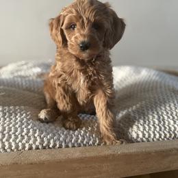 Bernedoodle, Goldendoodle, and Poodle Puppies from Central Valley Canine Companions