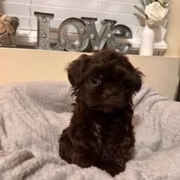 Girl 2 - Liver female Shih Tzu puppy in Kodak, Tennessee from Cutshall Babies