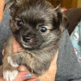 Flag - Chocolate brindled fawn male Chihuahua puppy in Tecumseh, Oklahoma from Callie’s Happy Chihuahuas, Callie’s Happy Treasures LLC