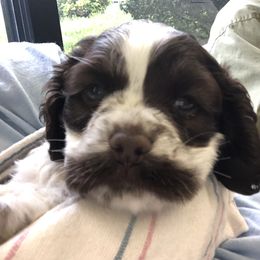 Cocker Spaniel Puppies from CamHardt Cockers Estate
