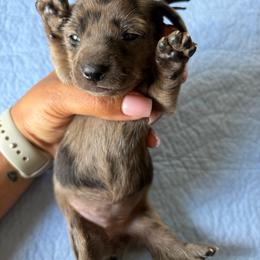 Black collar - Dapple female Dachshund puppy in Washington Court House, Ohio from Brightman's Dashing Doxies