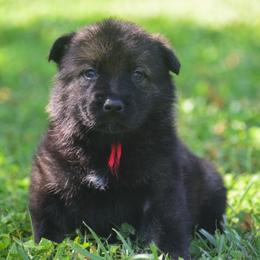 Red girl - Sable female German Shepherd puppy in Clarkrange, Tennessee from Vom Wolff
