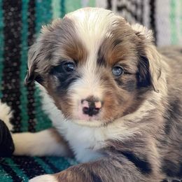 Wyatt - Miniature Australian Shepherd puppy in Texas from Rockin' A Miniatures