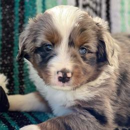 Wyatt - Miniature Australian Shepherd puppy in Texas from Rockin' A Miniatures