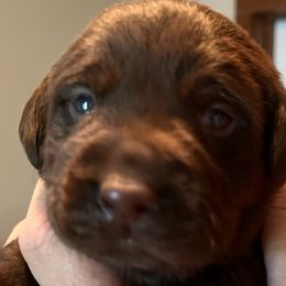 Boy 3 - Chocolate Labrador Retriever puppy in Troup, Texas from Cornerstone kennels