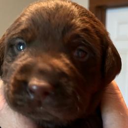 Boy 3 - Chocolate Labrador Retriever puppy in Troup, Texas from Cornerstone kennels