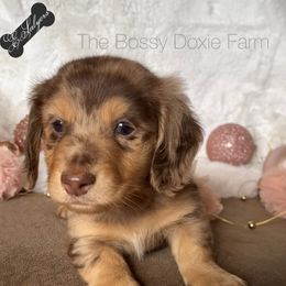Dachshund and Miniature Schnauzer Puppies from The Bossy Doxie Farm