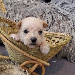 Peanut - Apricot female Schnoodle puppy in Arkansas from Harper's Pups