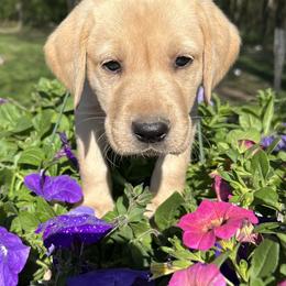 English Cocker Spaniel and Labrador Retriever Puppies from Three Point Play