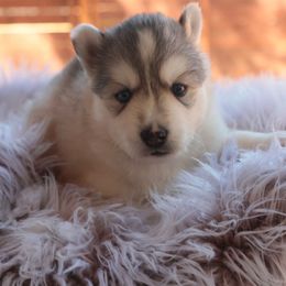 Tequila - Sable and white female Siberian Husky puppy in Bly, Oregon from Hill Top Huskies