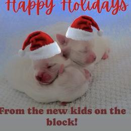 Maltese puppies from Bijou Babydoll Maltese