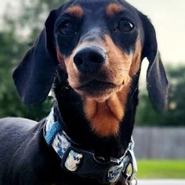 Riversides Carmella Bar - Dachshund