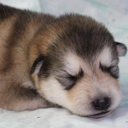 Tinc - Gray - Sable and white female Alaskan Malamute puppy in Independence, Virginia from New River Valley Malamutes