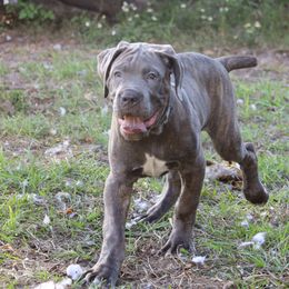 Mr Lt Blue collar - Gray brindle Cane Corso puppy in Florida from LunaLinks Cane Corsos