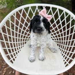 Black roan - Black female Australian Labradoodle puppy in Wamego, Kansas from Doodles of Oz