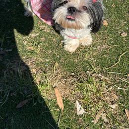 Dory - Shih Tzu