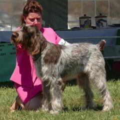 Spinoni Italiani from Sweetbriar Spinone