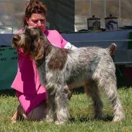 Spinoni Italiani from Sweetbriar Spinone
