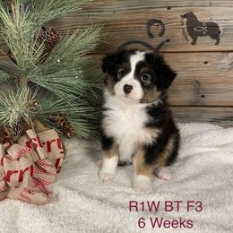 Australian Shepherd, Miniature American Shepherd, and Toy Australian Shepherd Puppies from OR Aussies