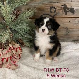 Australian Shepherd, Miniature American Shepherd, and Toy Australian Shepherd Puppies from OR Aussies