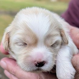 Flash - Cream male Lhasa Apso puppy in Fort Worth, Texas from Cynthia's Lhasa Apsos