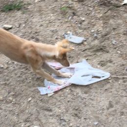 Borzoi and Silken Windhound Puppies from Perla Silken Windhounds & Borzoi