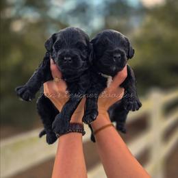 Scribe - Phantom male Goldendoodle puppy in Centreville, Mississippi from Trin's Designer Doodles
