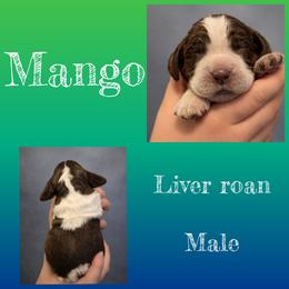Mango - Liver white and roan male English Springer Spaniel puppy in Florida from Thunderbird Springers