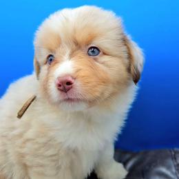 Pink Collar RMF - Red merle female Miniature American Shepherd puppy in Lexington, Kentucky from Deuce's Den