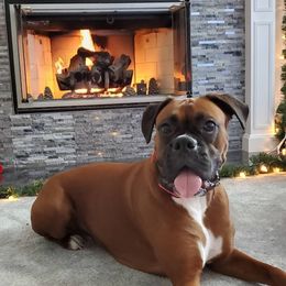 LUCY - Boxer