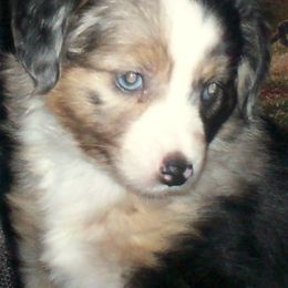Toy Australian Shepherds from Flying Walker Toy Aussies