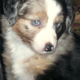 Toy Australian Shepherds from Flying Walker Toy Aussies