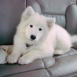 Samoyed Puppies from Wintersong Samoyeds