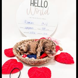 Roman - Merle Goldendoodle puppy in Lake City, Florida from 224 Doodles and Poodles