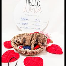 Roman - Merle Goldendoodle puppy in Lake City, Florida from 224 Doodles and Poodles