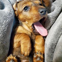 Lulu - Dachshund puppy from Luna May's daschunds