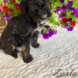 Aussiedoodle Puppies from Ridgeline Doodles