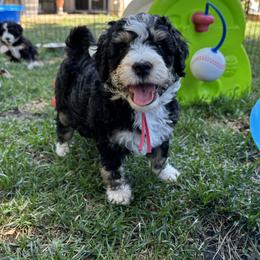 Bernedoodle Puppies from California Mountain Doodles