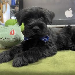 GT-Dark Blue Collar Boy - Black male Miniature Schnauzer puppy in San Diego, California from KMS-Miniature Schnauzers